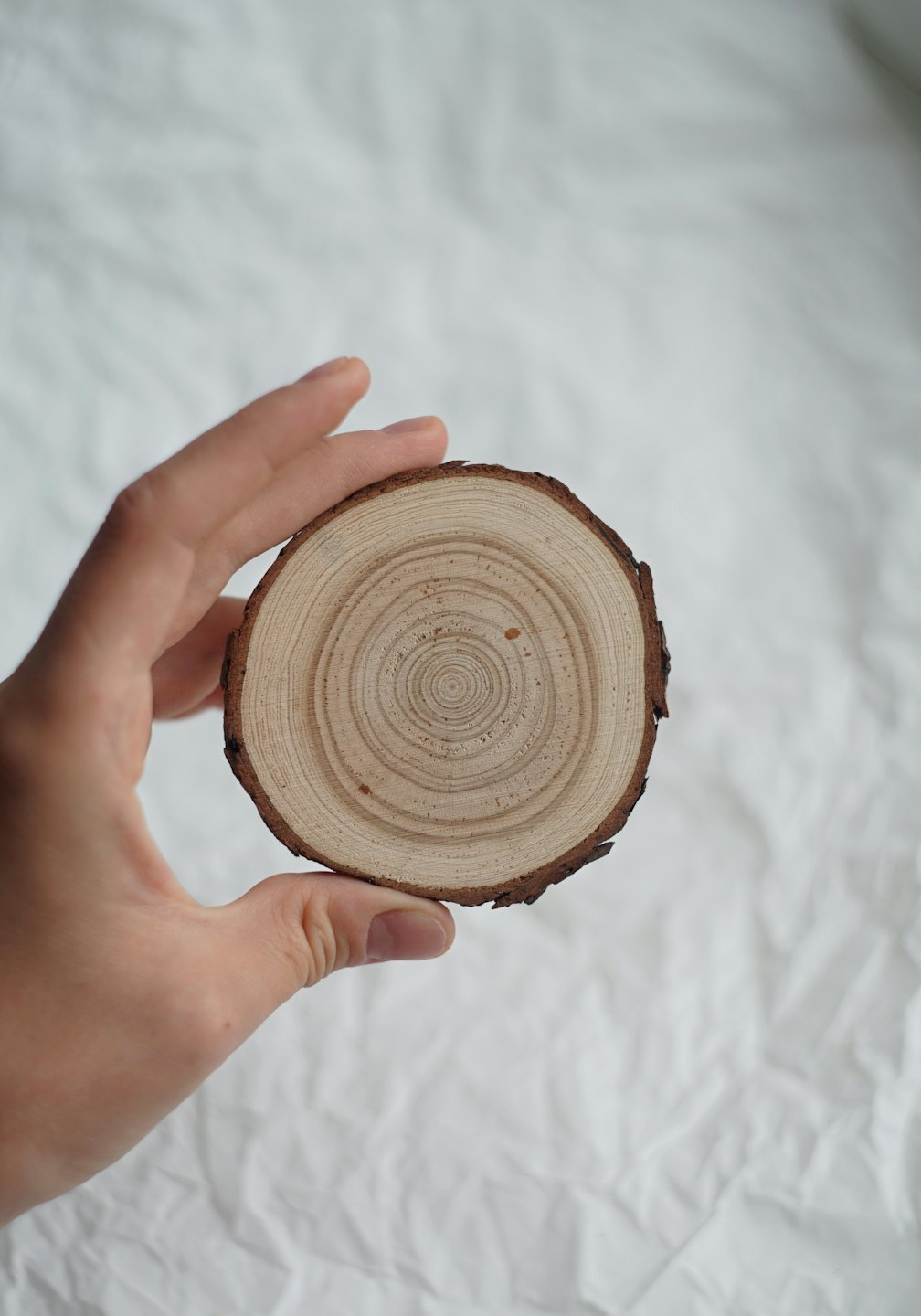 Eine Hand hält eine runde Holzscheibe mit sichtbaren Jahresringen.